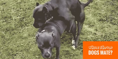 dogs having sex|Dog mating .